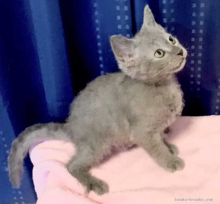 ID：1909-00712の子猫