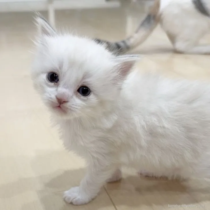 ID:2311-01252の子猫