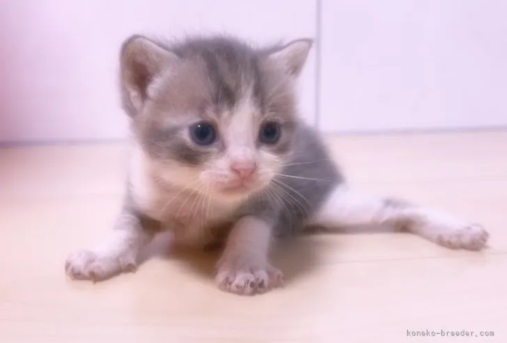 ID:2205-03163の子猫