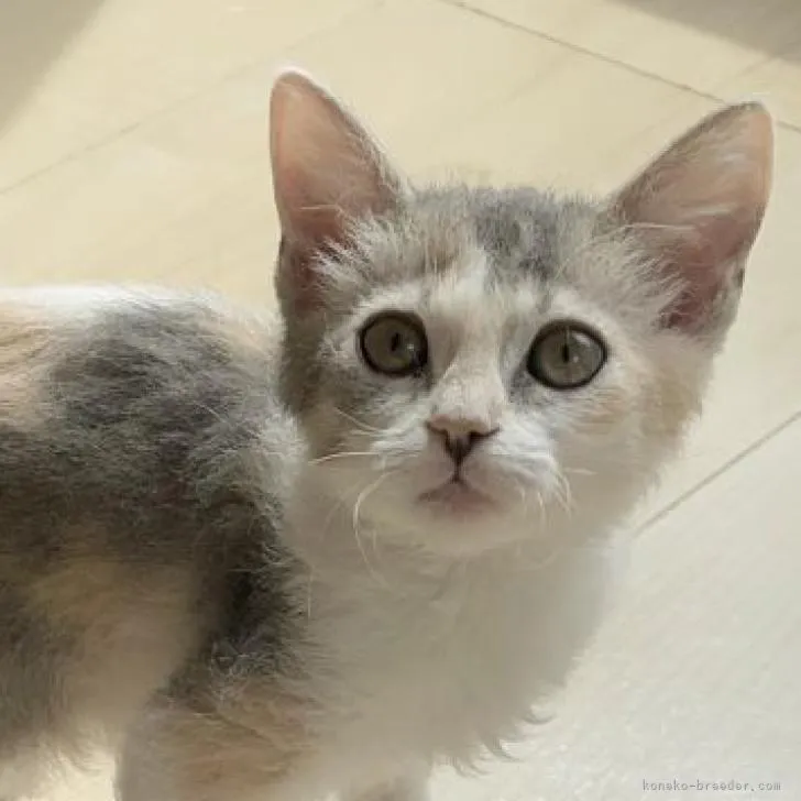 ID：2301-01922の子猫