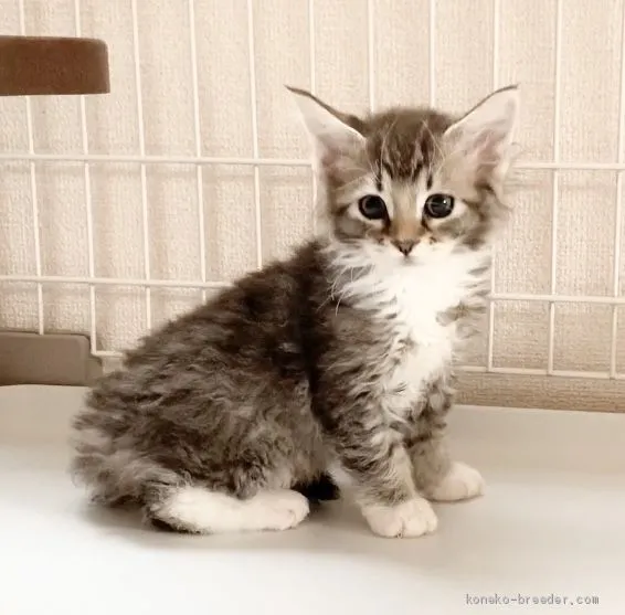 ID:2003-00587の子猫