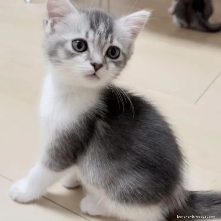 ID:2206-00212の子猫