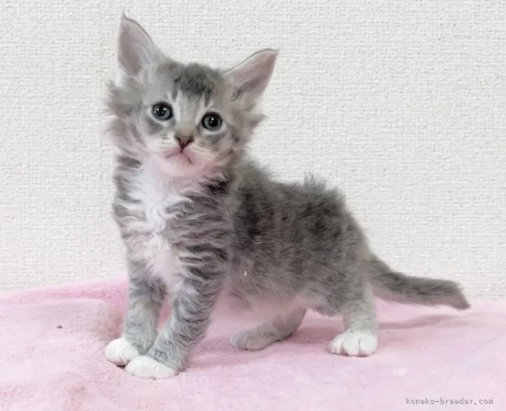 ID:2202-00558の子猫