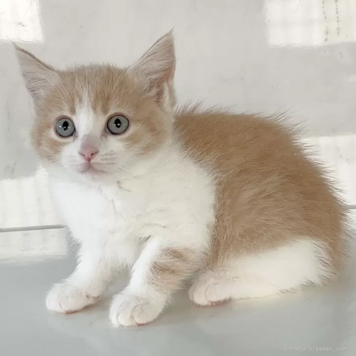 ID:2404-02251の子猫