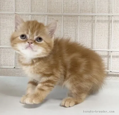 ID:2103-01946の子猫