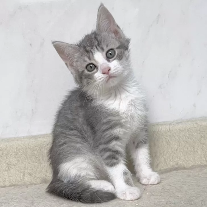 ID：2403-02466の子猫