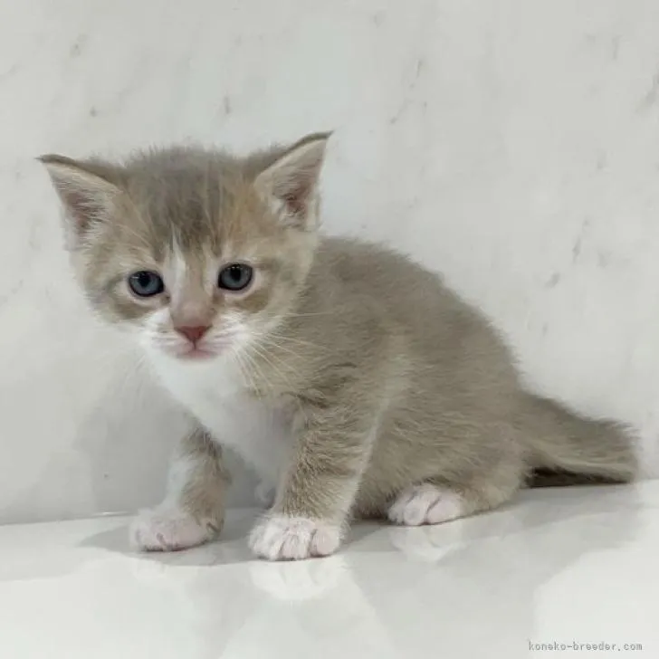 ID:2211-01027の子猫