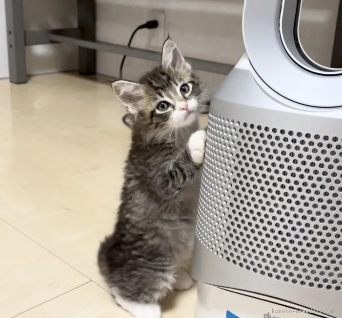 ID：2205-00143の子猫