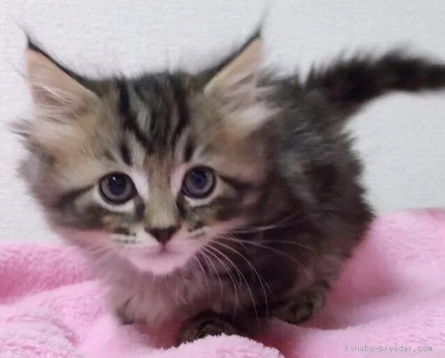 ID：1808-00138の子猫