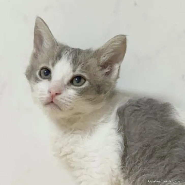 ID：2302-00063の子猫