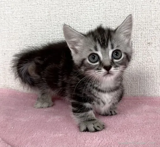 ID:2108-00060の子猫