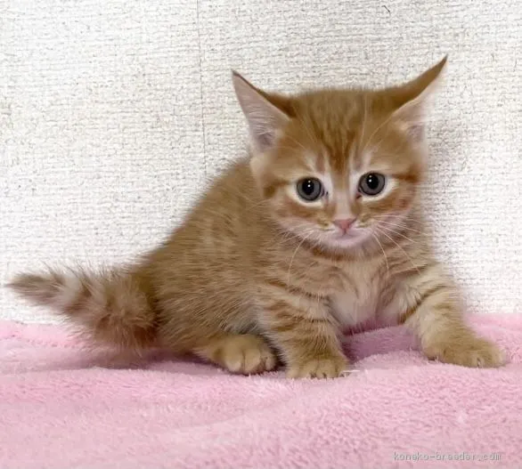 ID：2101-01019の子猫