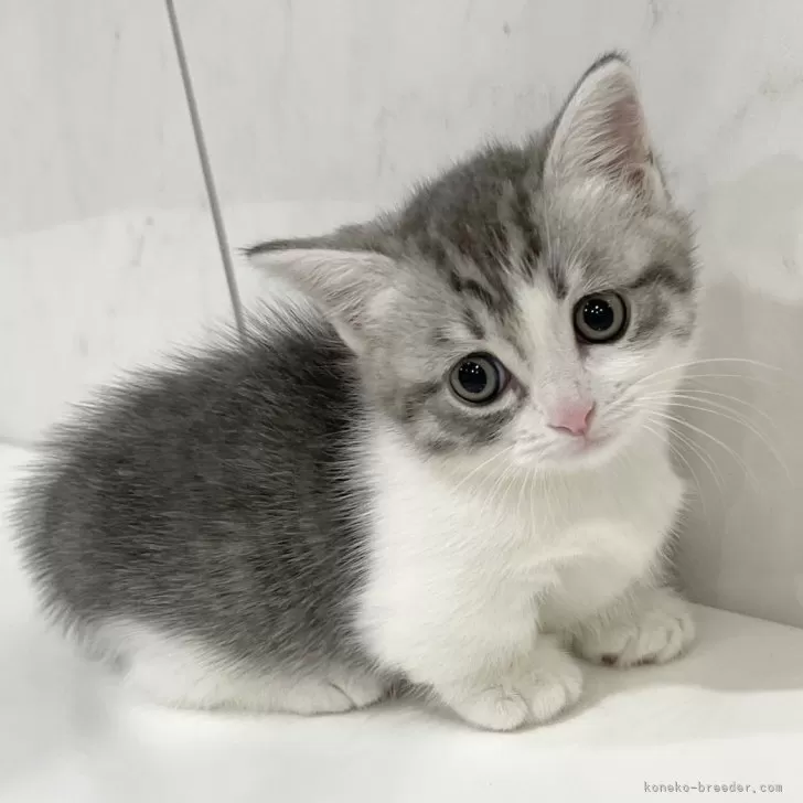 ID:2411-00105の子猫