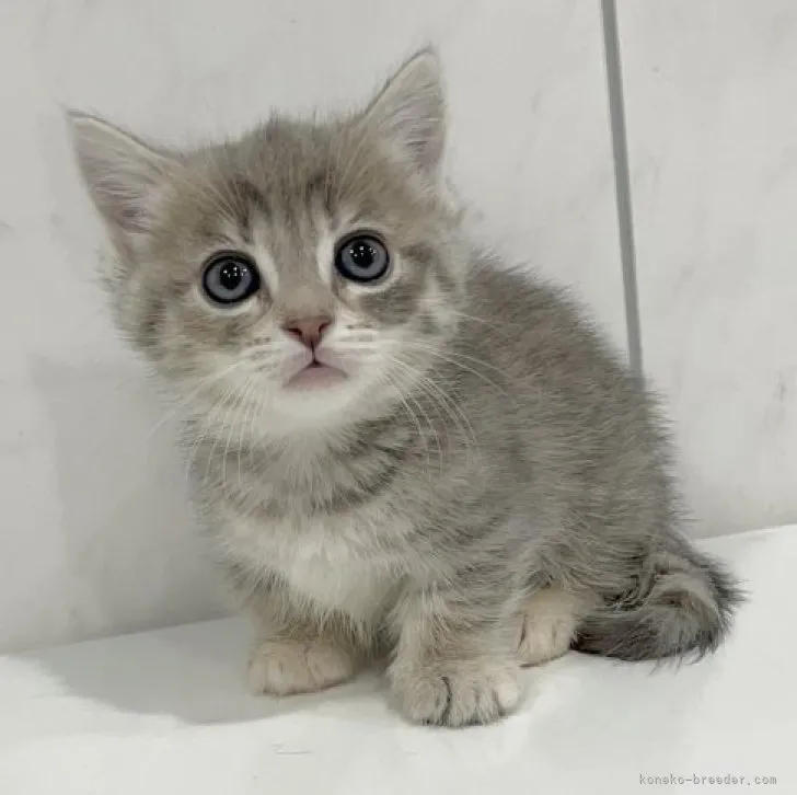 ID:2306-00092の子猫