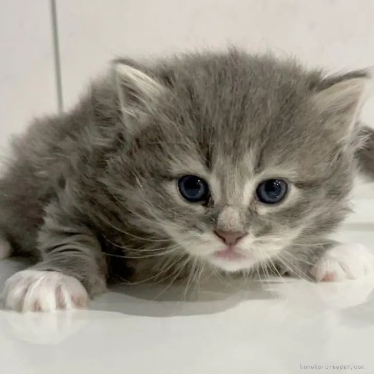 ID:2301-01113の子猫