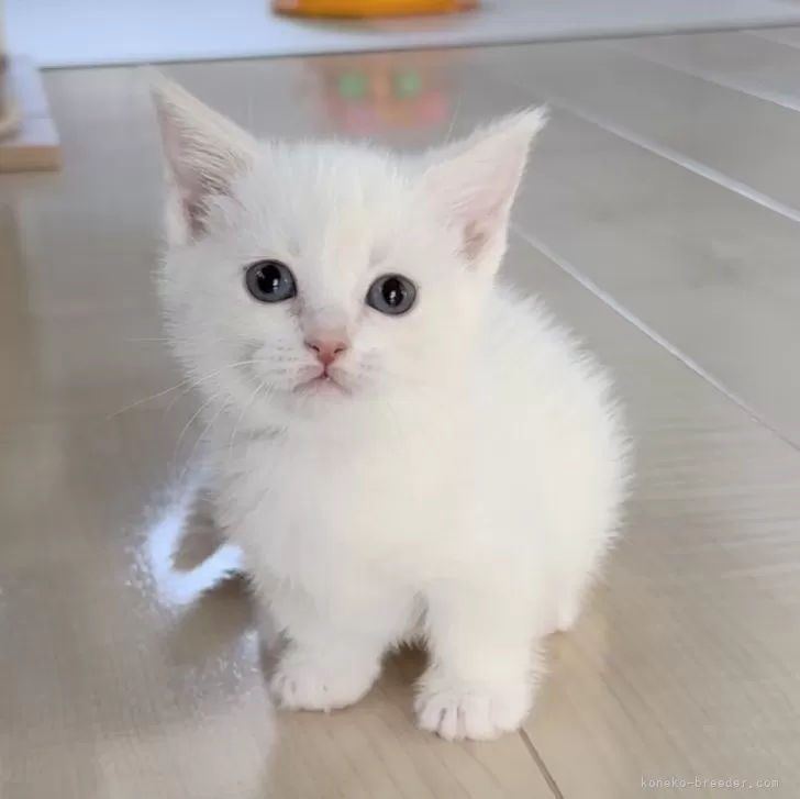 ID:2402-00278の子猫
