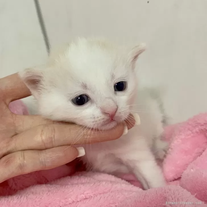 ID:2402-02307の子猫