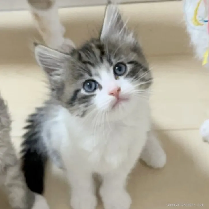 ID：2305-03523の子猫