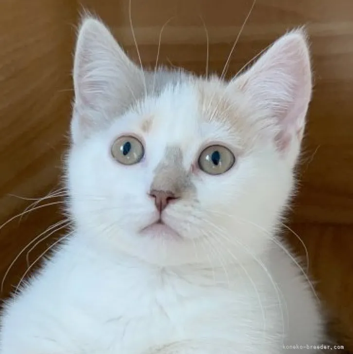 ID:2304-01110の子猫