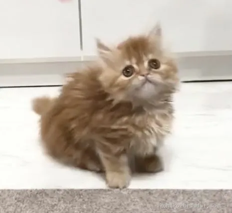 ID:2011-01385の子猫