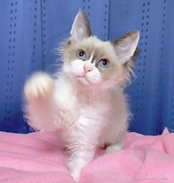 ID:2004-02340の子猫