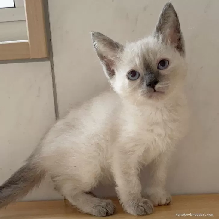 ID:2405-00826の子猫