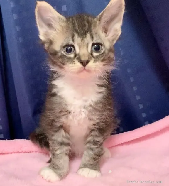 ID:2003-00107の子猫