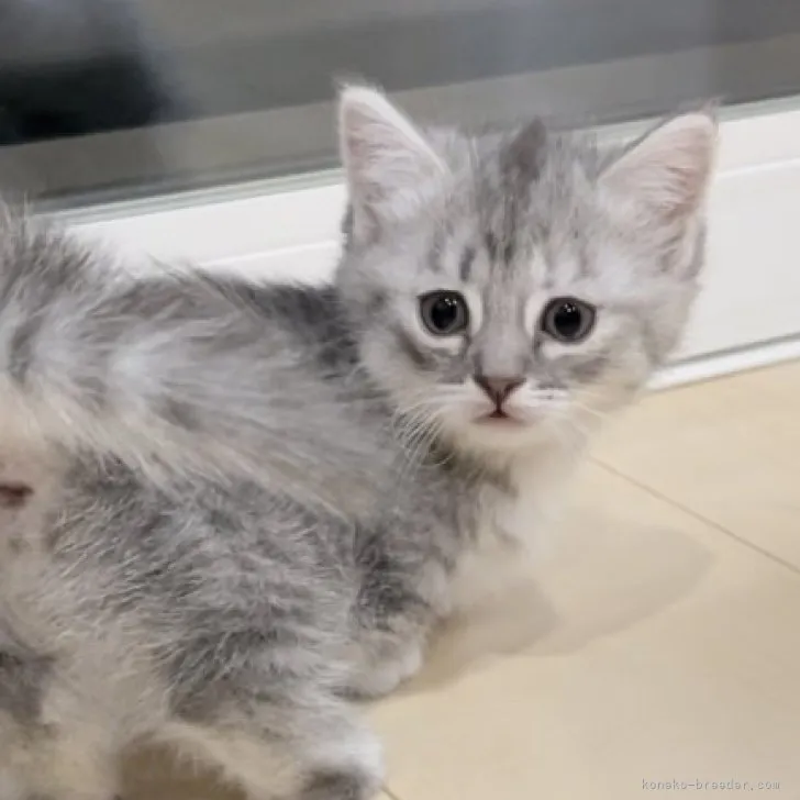 ID:2305-01633の子猫