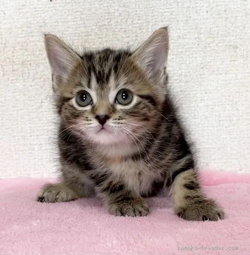 ID：2101-01016の子猫