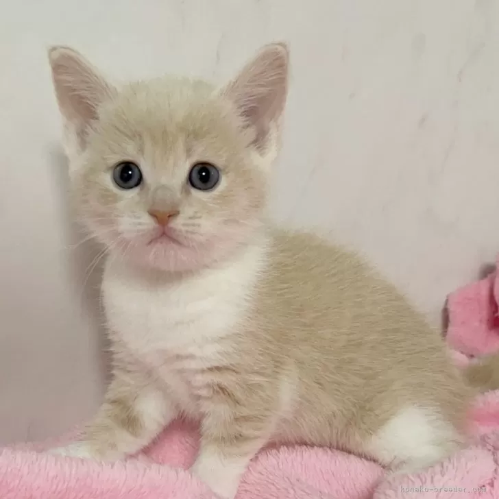 ID:2403-00074の子猫