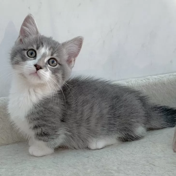 ID:2402-02305の子猫