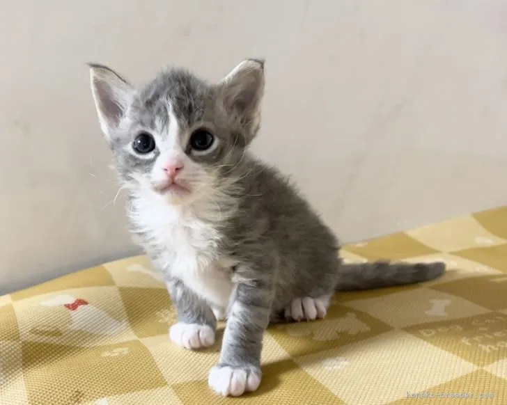 ID:2203-00565の子猫