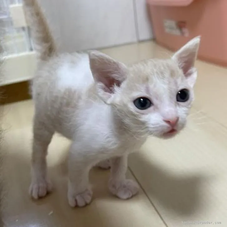 ID：2211-02161の子猫