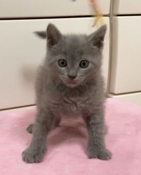 ラパーマ【埼玉県・男の子・2018年9月24日・ブルー（モコモコ巻毛のフワフワちゃん♡）】の写真「動画更新✨11月中旬まで期間限定募集✨」