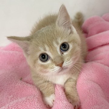 マンチカン(短足)【埼玉県・女の子・2024年7月2日・クリームタビーホワイト】の写真「9/2までの延長記載❣️オンライン見学受付中❣️」