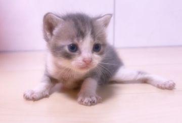 マンチカン【埼玉県・男の子・2022年5月5日・ブルータビー&ホワイト（短毛）】の写真「とっても可愛いお顔🍀おチビで可愛いです♥️」