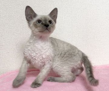 ラパーマ【埼玉県・男の子・2021年2月12日・ブルーポイント（巻毛ロング）】の写真「パパ猫グランドCH🏆✨綺麗な毛色です❤」