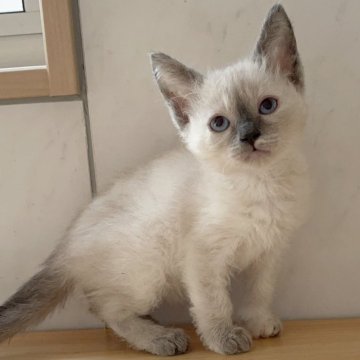 スクーカム【埼玉県・女の子・2024年3月15日・ブルートーティーポイント】の写真「巻き毛猫🐱オンライン見学受付中❣️」