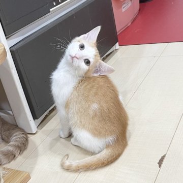 マンチカン【埼玉県・男の子・2024年8月24日・レッドタビーホワイト】の写真「初心者さんオススメ🔰愛嬌性格抜群男の子🩵」
