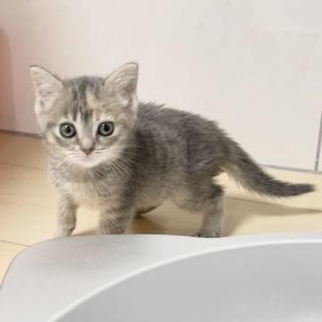 マンチカン【埼玉県・女の子・2022年5月5日・ブルートービー（短毛）】の写真「可愛いお顔🍀可愛いです♥️」