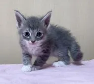 ラパーマ【埼玉県・男の子・2021年8月12日・ブルータビー&ホワイト】の写真1「可愛いボクちゃん❤」