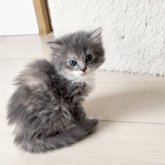 ラパーマ
