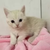 マンチカン(短足)【埼玉県・男の子・2024年2月7日・クリームタビー】の写真1「可愛い男の子🐈‍⬛🎀」