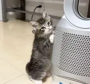 ラパーマ【埼玉県・男の子・2022年3月10日・ブラウンタビー&ホワイト】の写真1「可愛いお顔立ち💕」