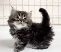 ミヌエット【埼玉県・男の子・2021年2月25日・ブラウンタビー】の写真1「可愛いお顔❤」