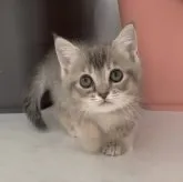 マンチカン(短足)【埼玉県・女の子・2023年9月7日・ブルートービー】の写真1「かわいいお顔♥️」