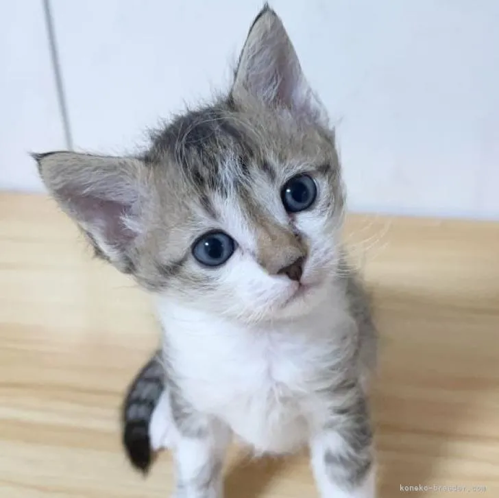 ID:2212-01454の子猫