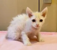 ラパーマ【埼玉県・男の子・2021年2月12日・クリームポイント&ホワイト】の写真2