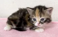 ミヌエット【埼玉県・女の子・2021年5月10日・ブラウントーヴィー&ホワイト】の写真2