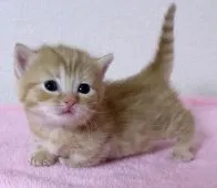 マンチカン(短足)【埼玉県・女の子・2020年1月3日・レッドマッカレルタビー】の写真2